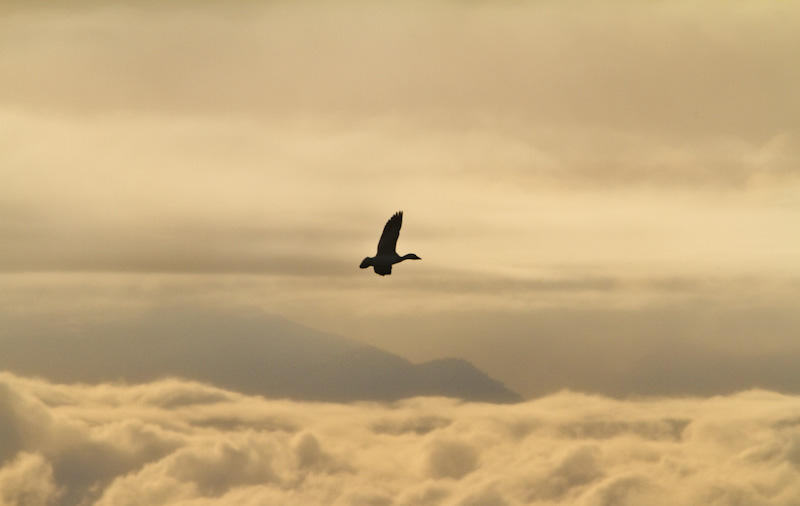 Snow Goose In Flight